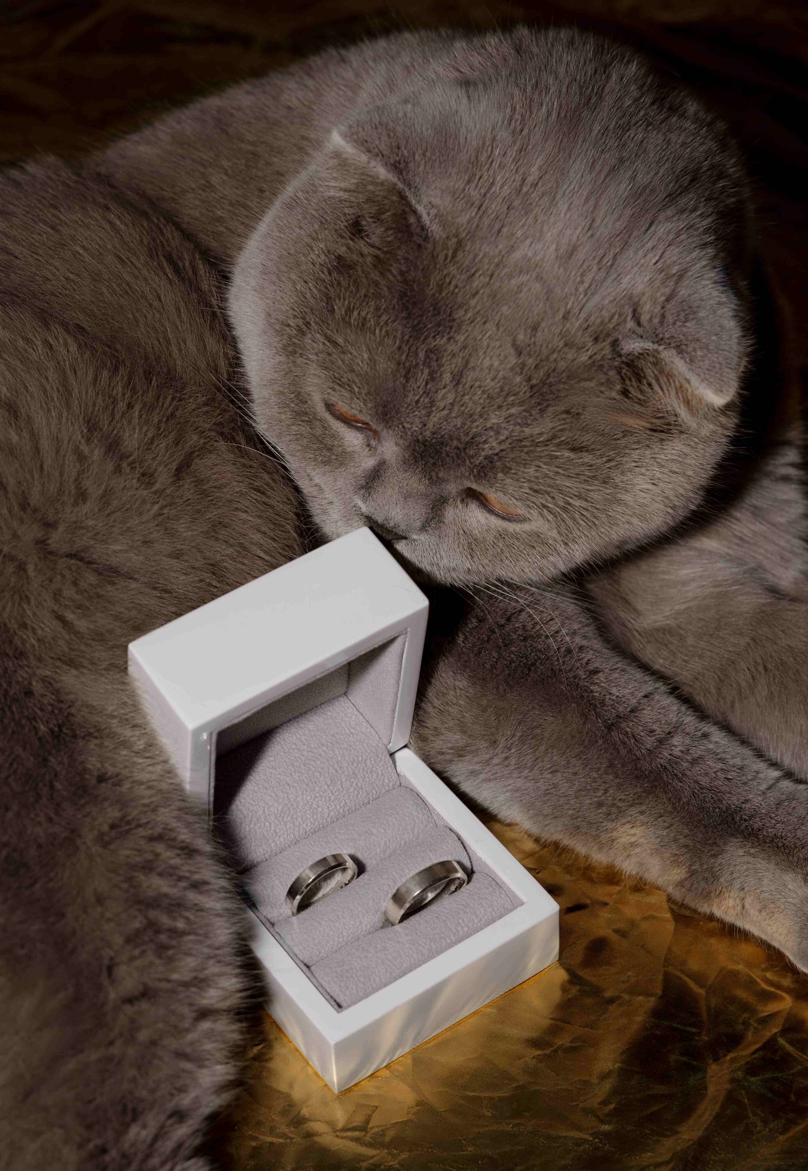 cat rings holder wedding photos