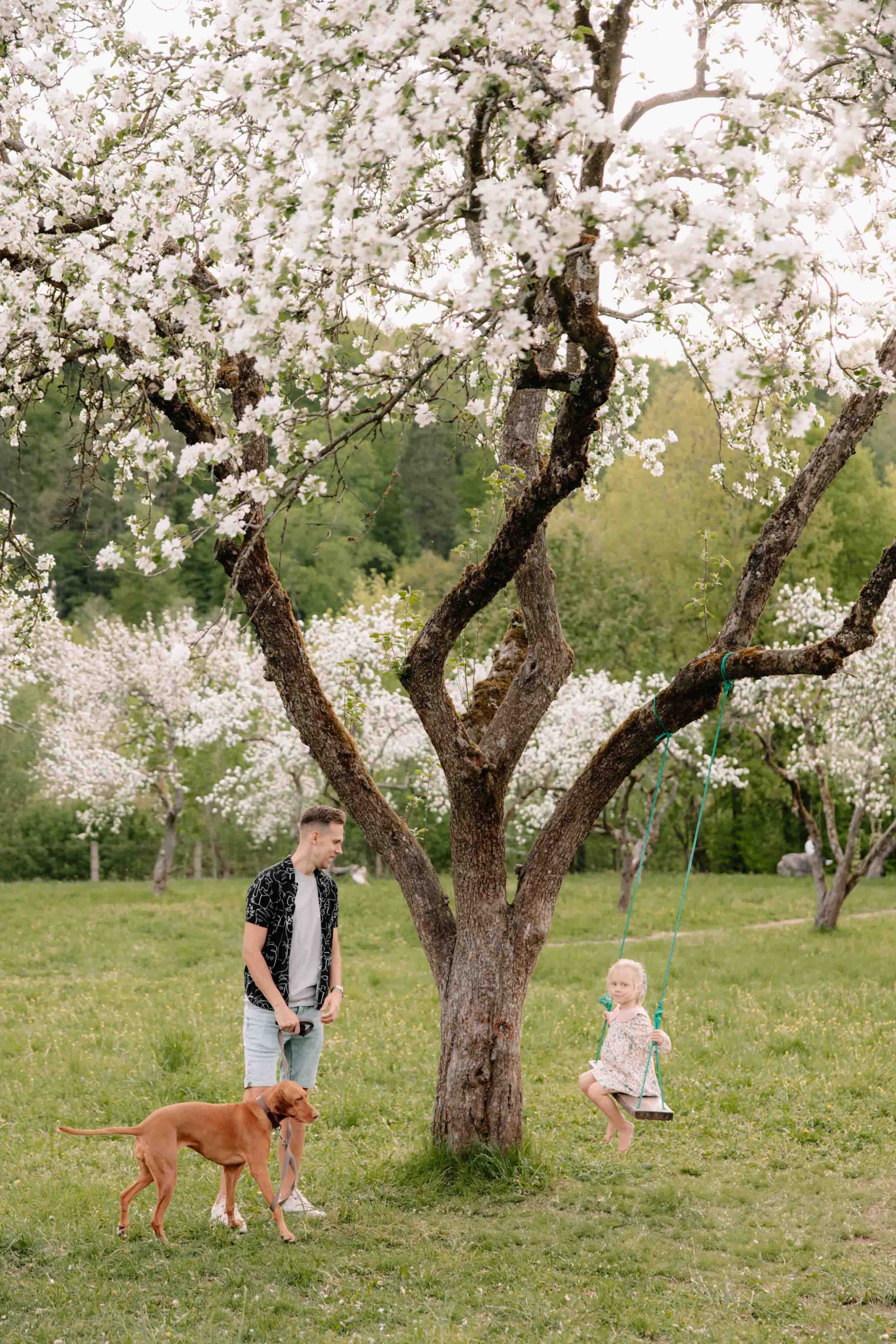 seimos pasisupymas ant supyniu zydint sakuroms