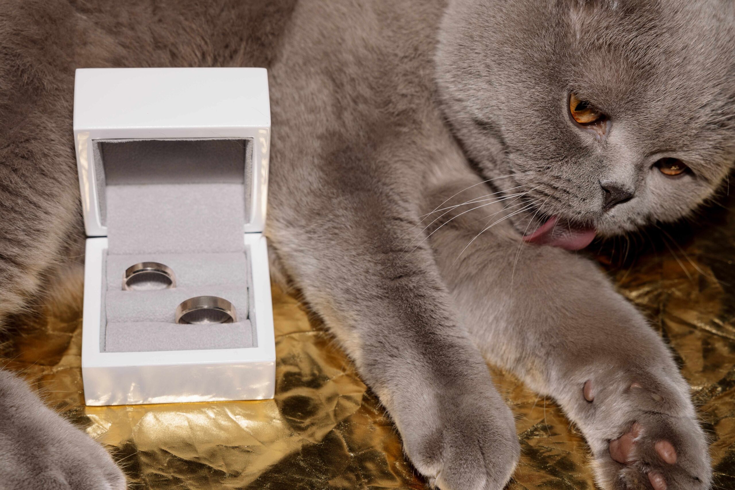 wedding rings with cat on morning art photography