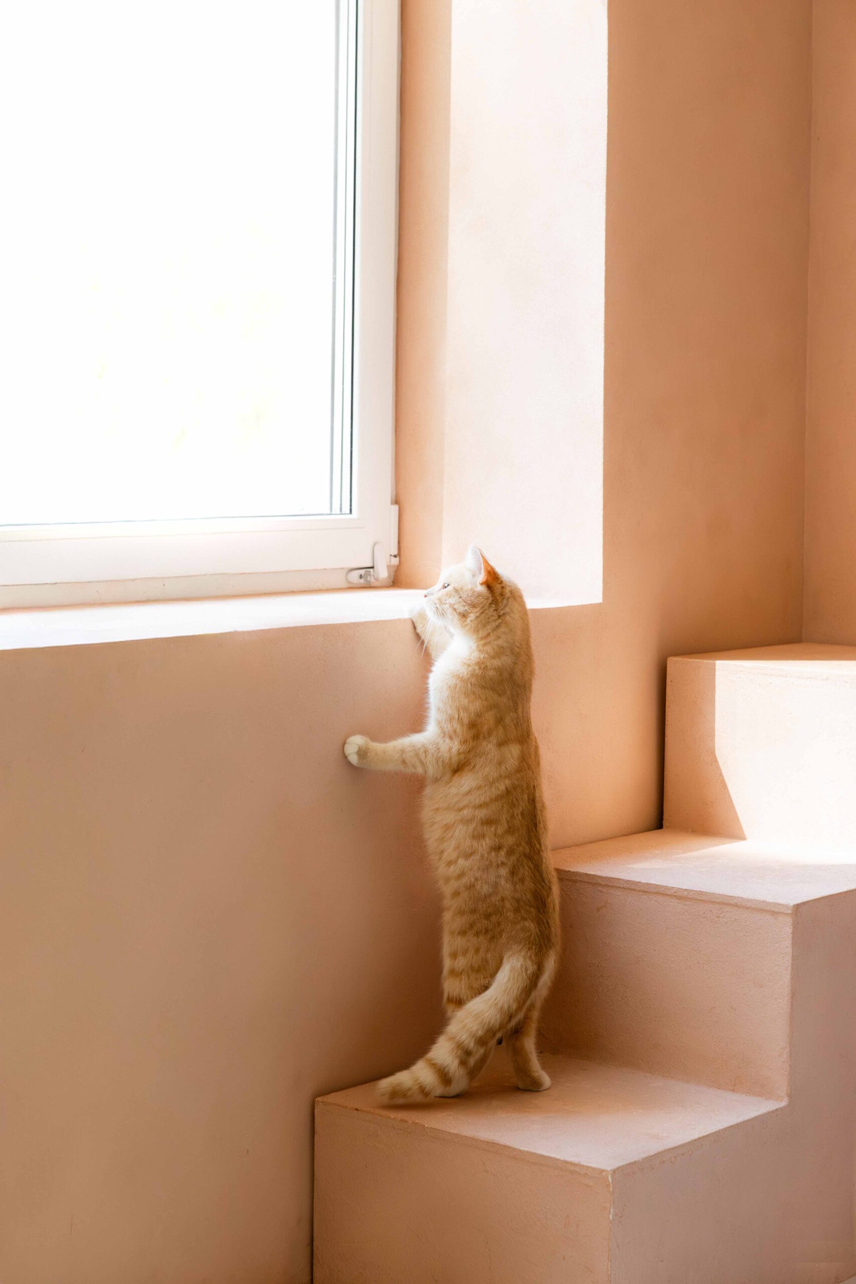 siaure studios gyvunai