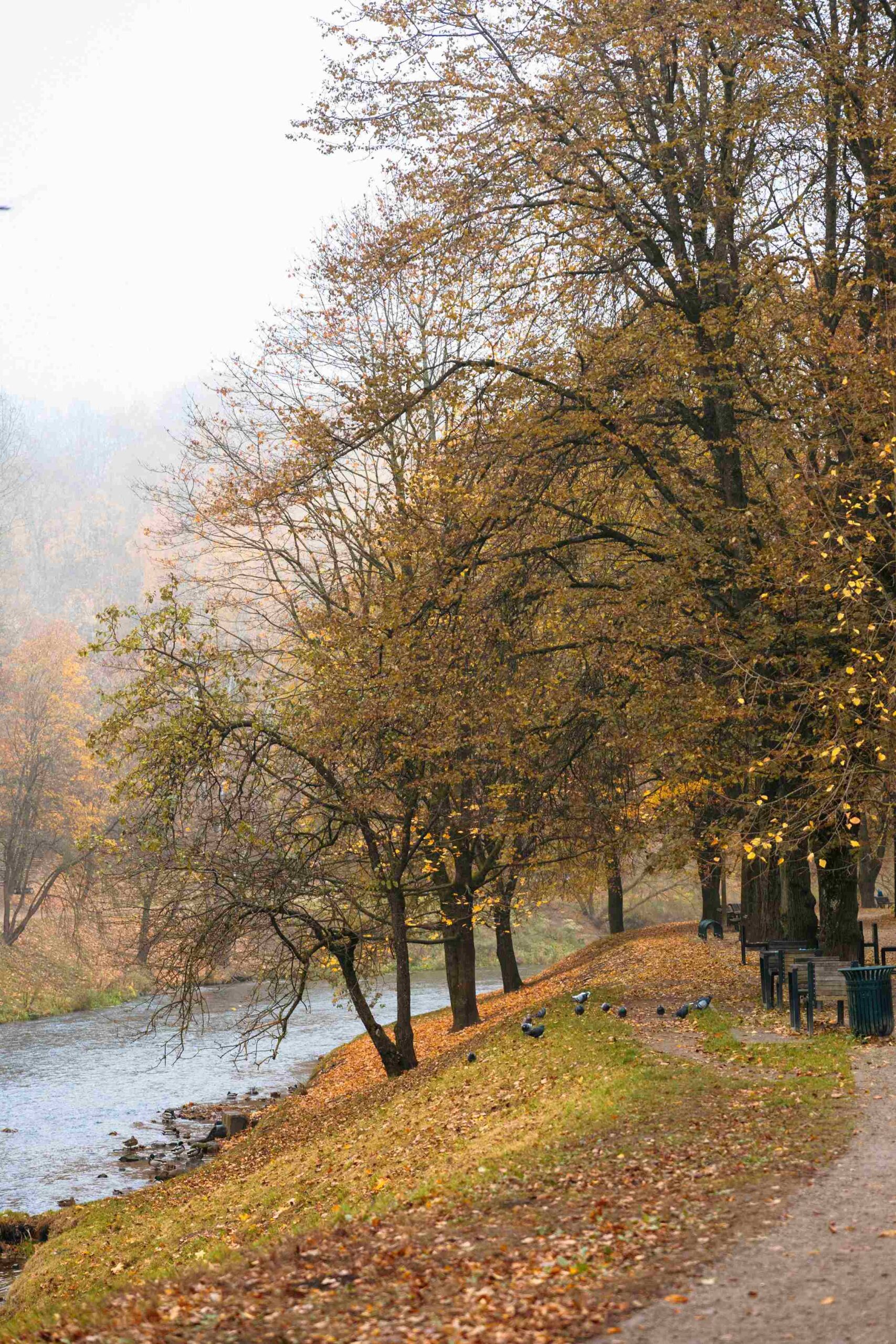 antys prie uper bernardinu parke vilnius ruduo