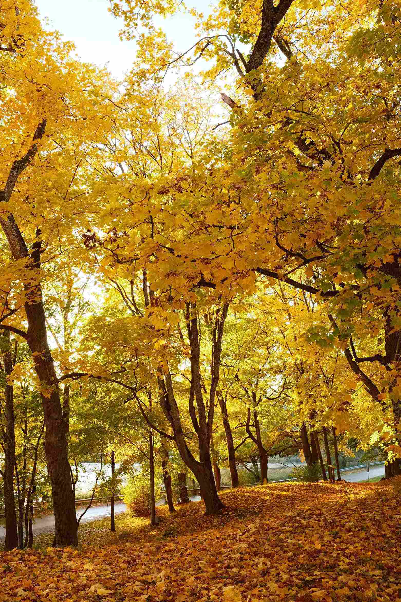 auksiniai medziai letvaryje