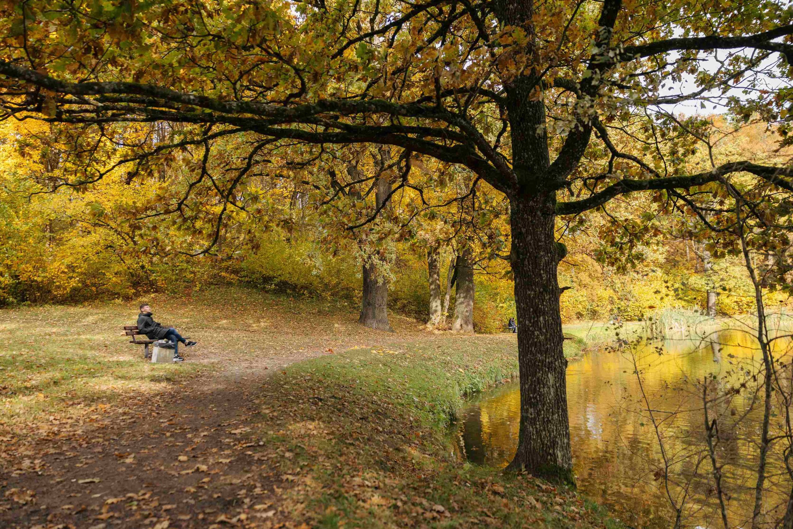 auksinis ruduo pavilnio markuciu parke