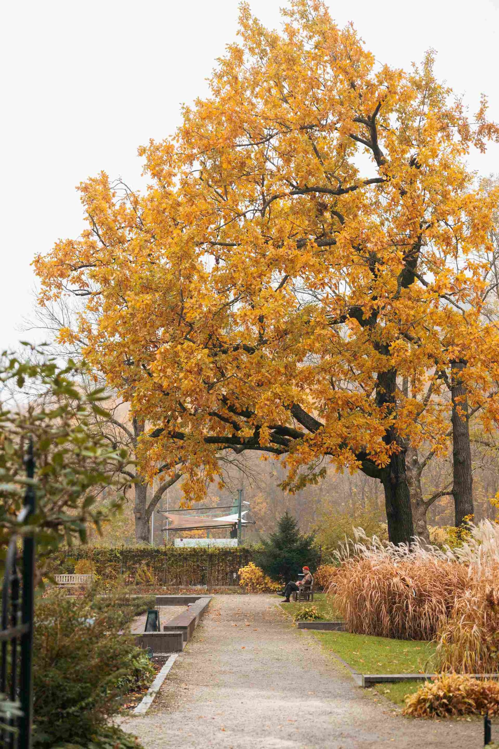 bernardine garden autumn morning vilnius