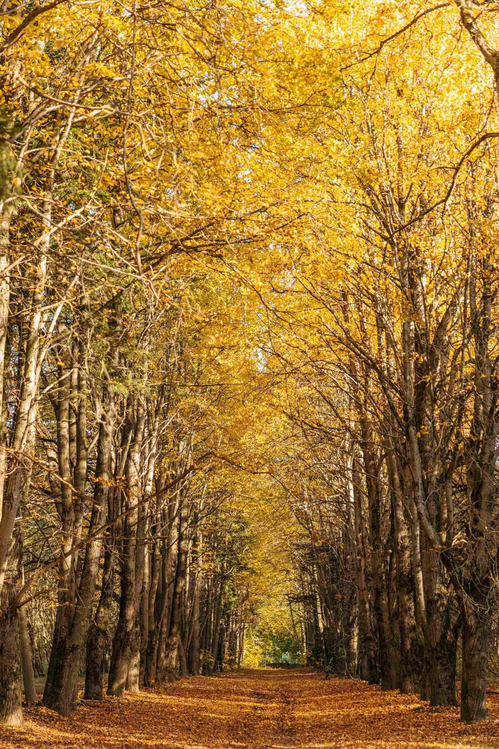 golden autumn in vilnius forest photoshoot