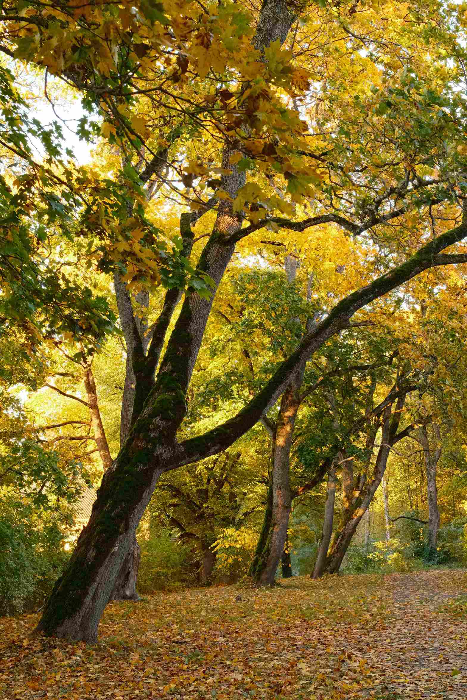 Lentvario dvaro parkelis rudeni