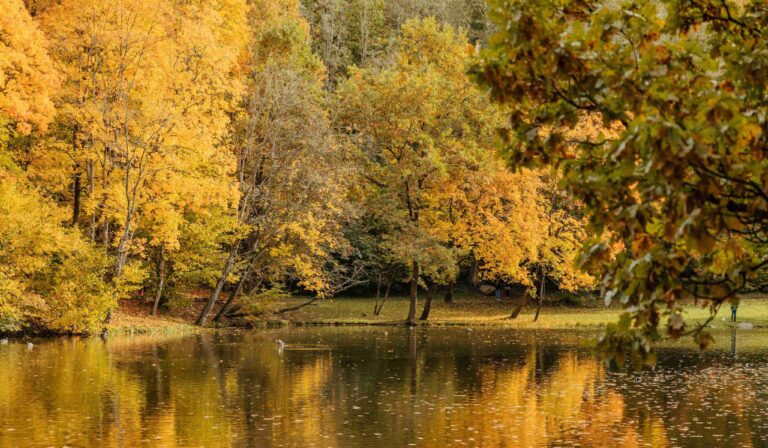 markuciai auksinis ruduo parke