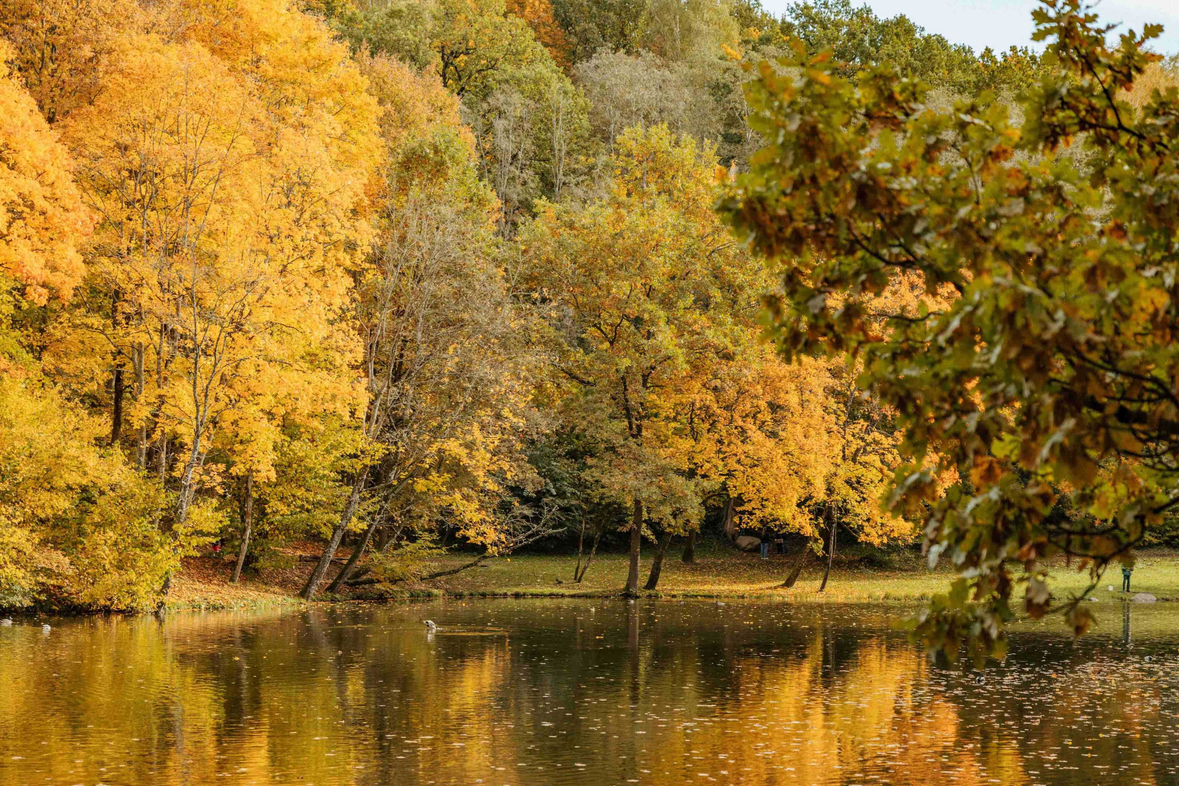 markuciai ruduo parke