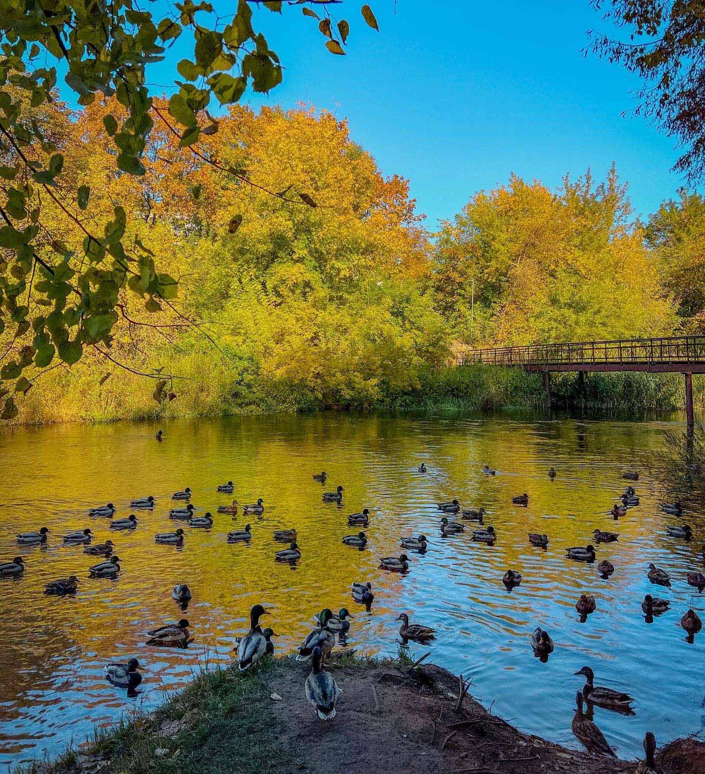 naujoji vilnia auskinis ruduo