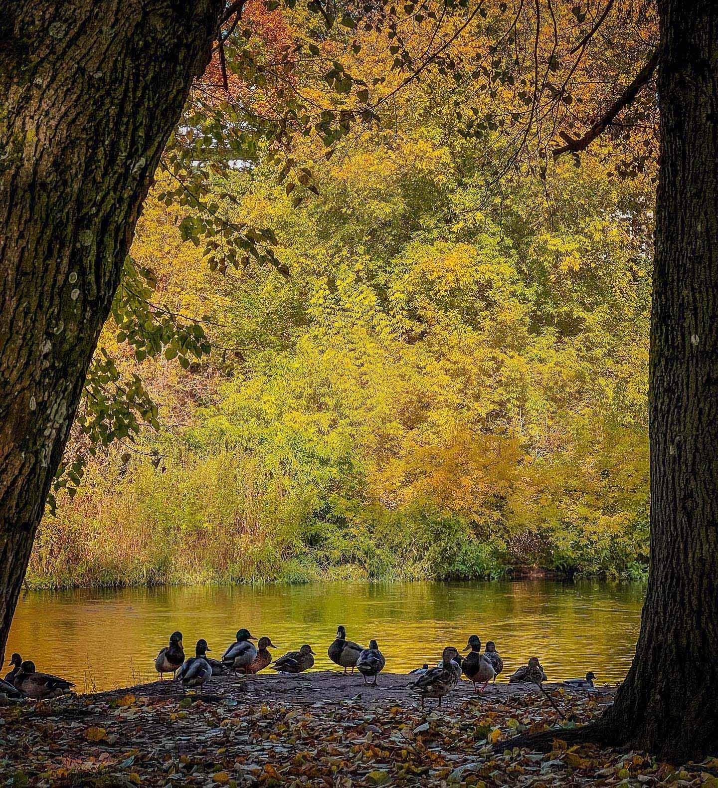 naujoji vilnia parkas ruduo antytes