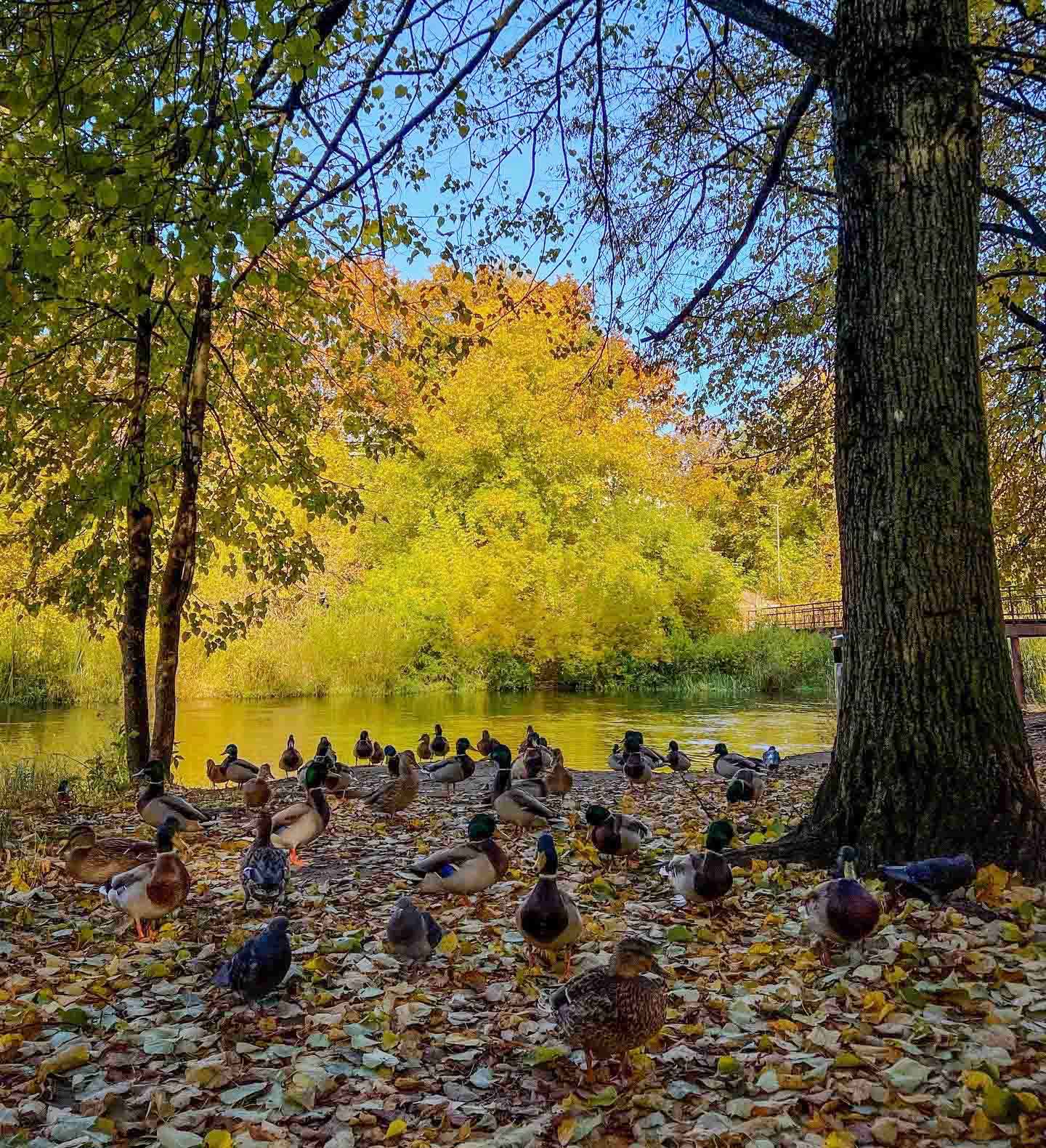 naujosios vilnios parkas rudeni autumn