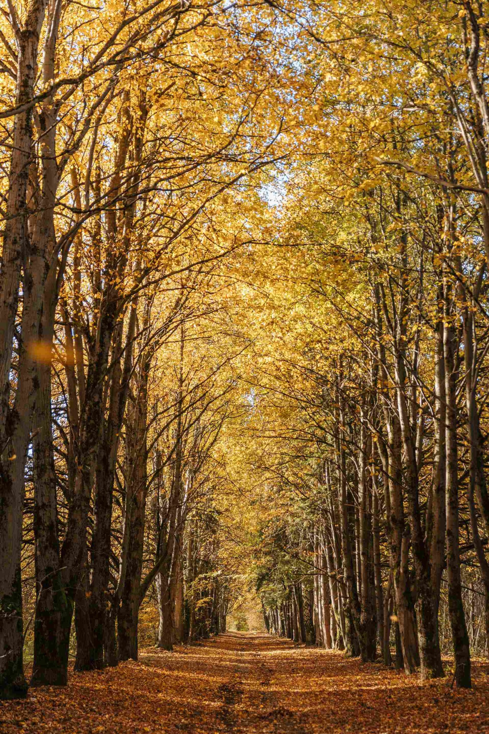 pasakiška medžiu alėja vilniuje 