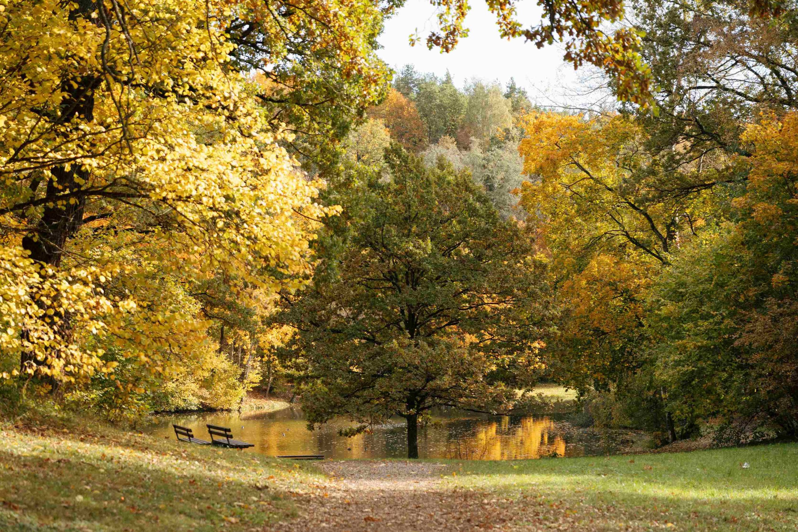pavilnio parkas ausinis ruduo