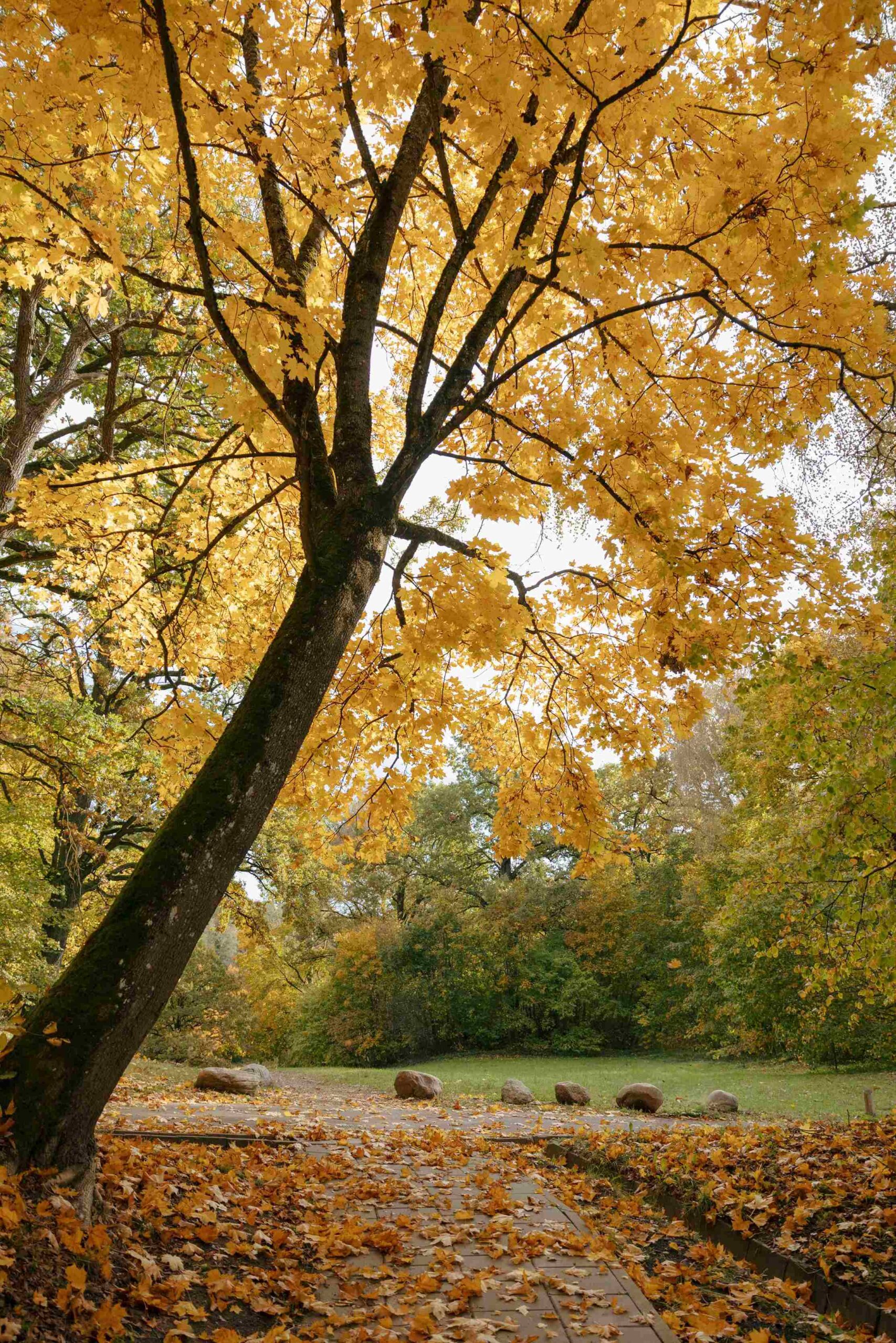 pavilnio parkas rudeni