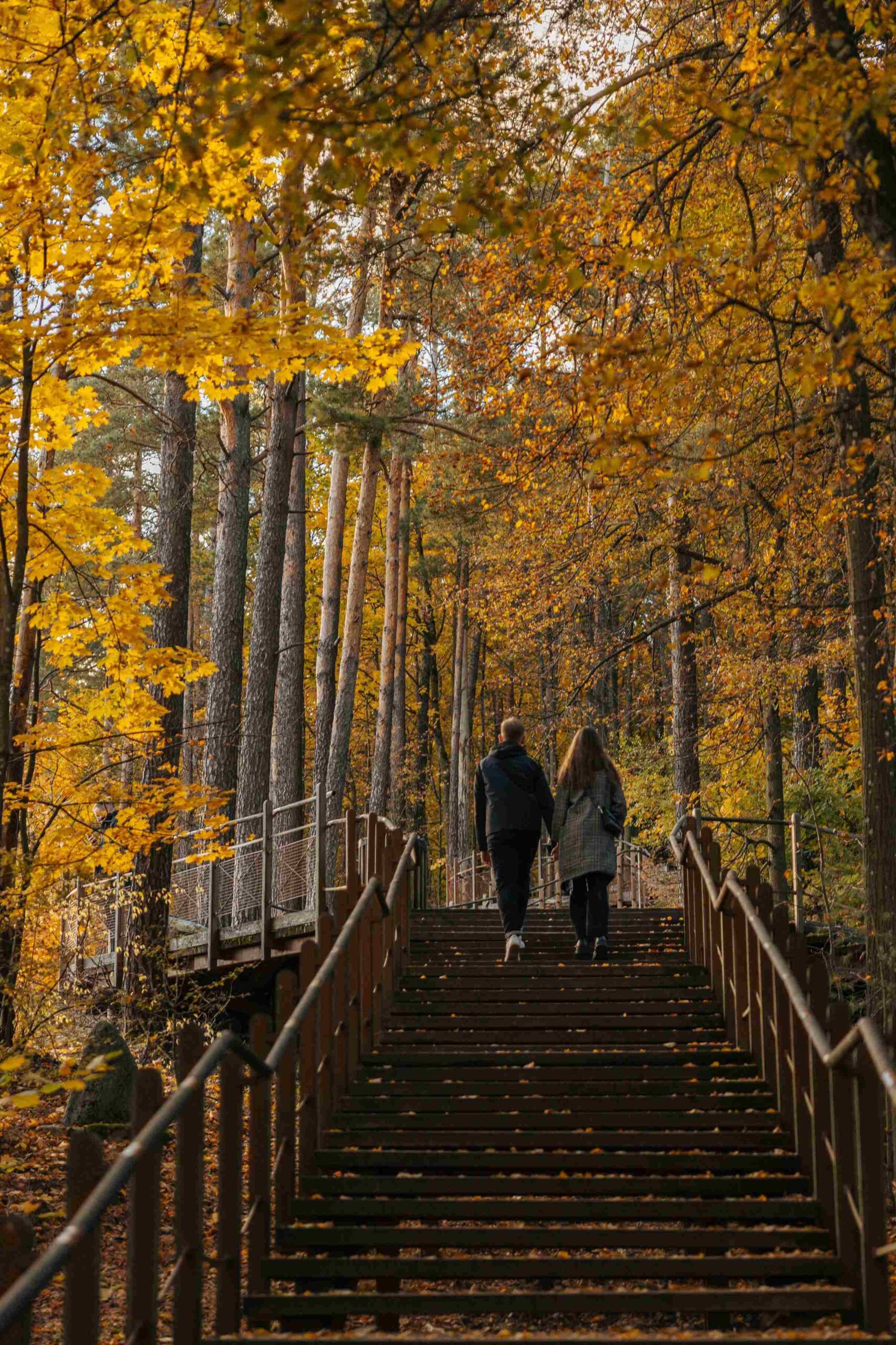 puckoriai atodanga belmontas pavilnis rudeni