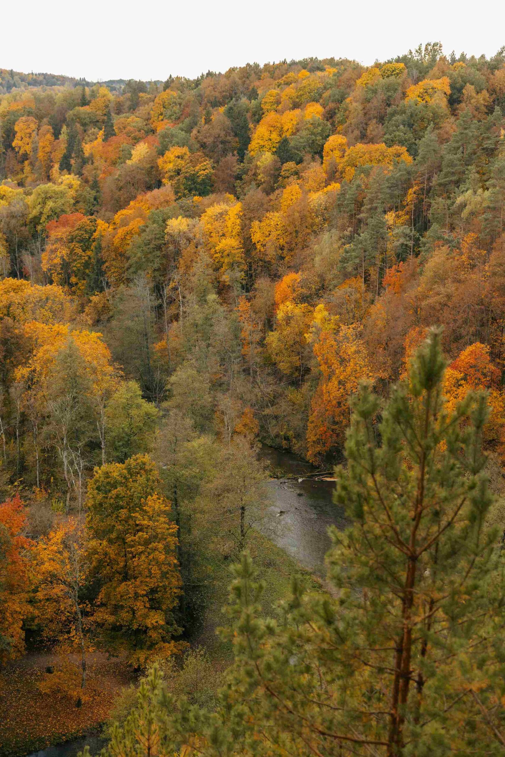 puckoriai outcrop golden autumn