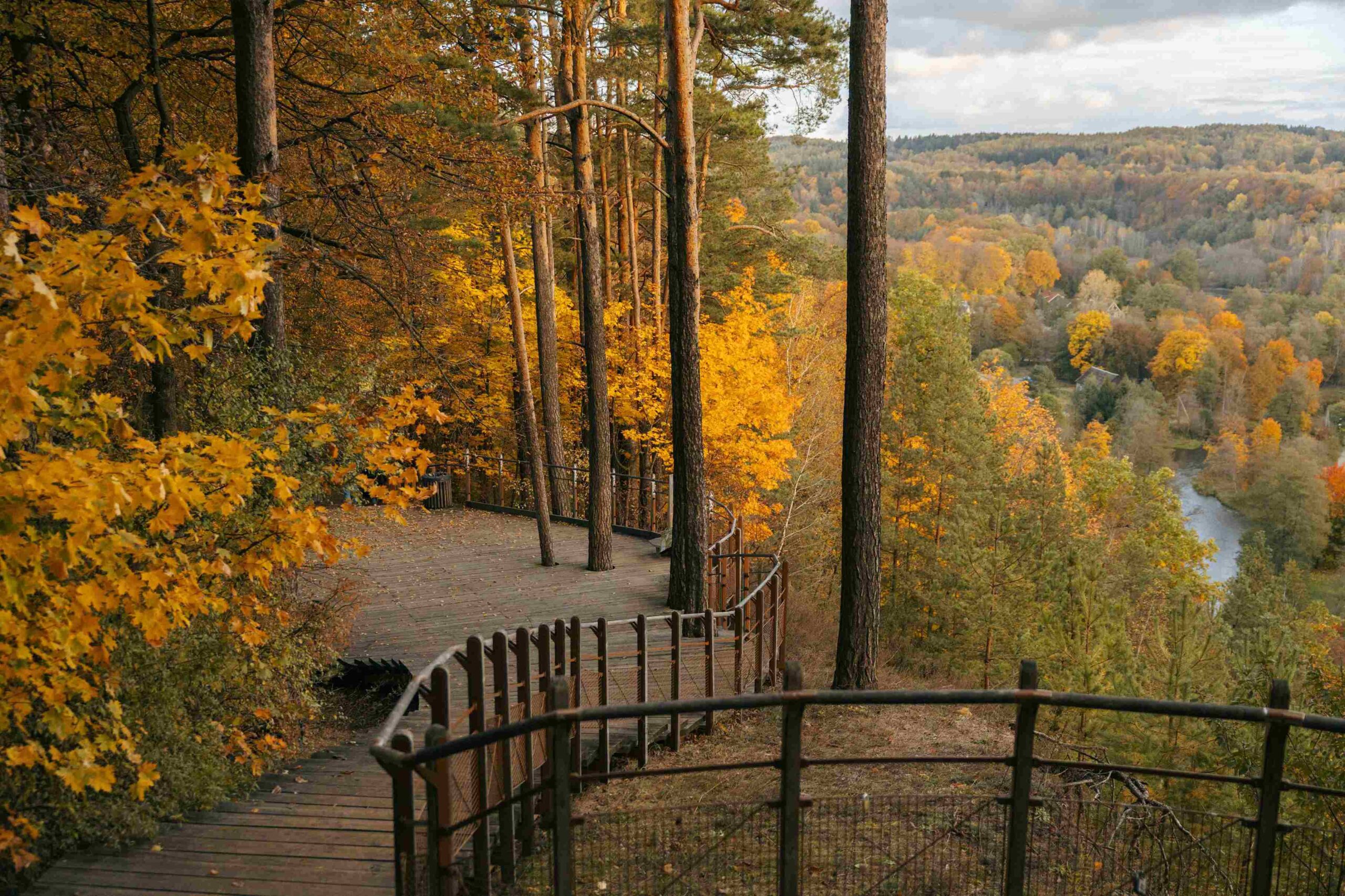 puckoriu atodanga auksinis ruduo