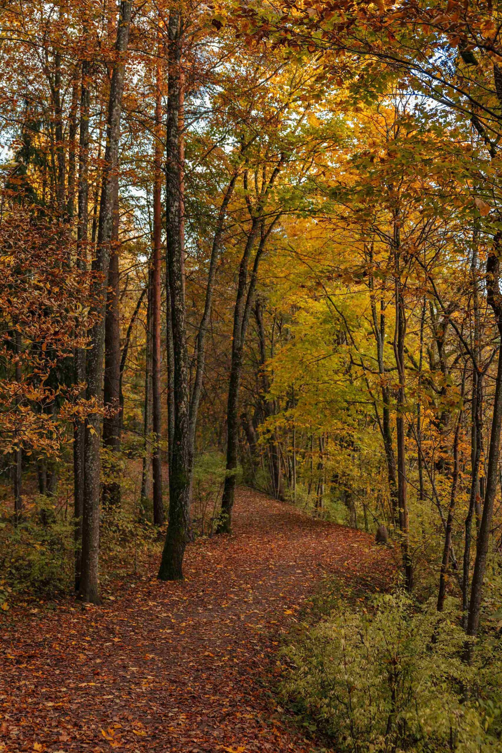 pučkorių atodangos pažintinis takas