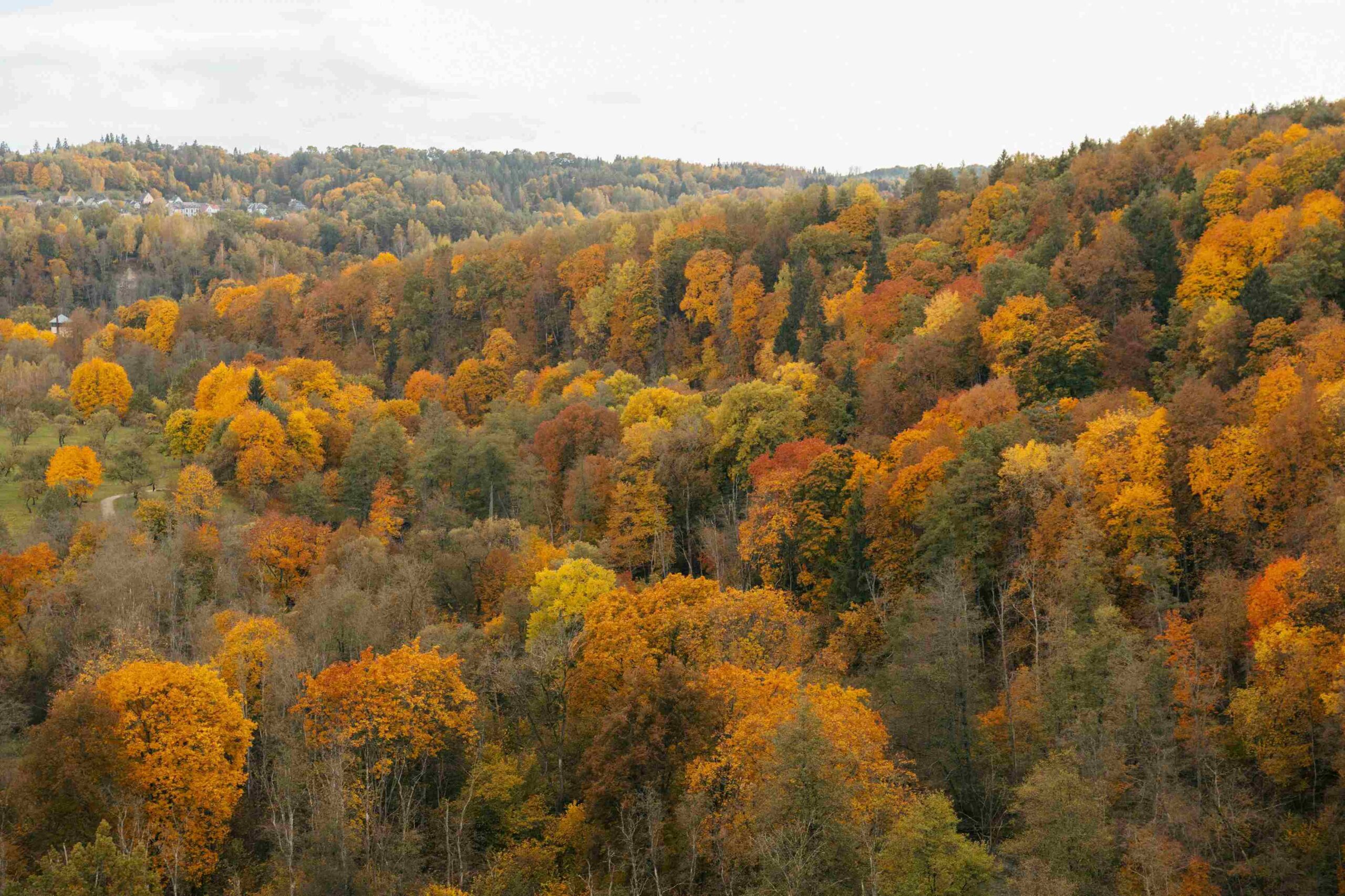 pučkorių miškas rudeni spalvoti medžiai