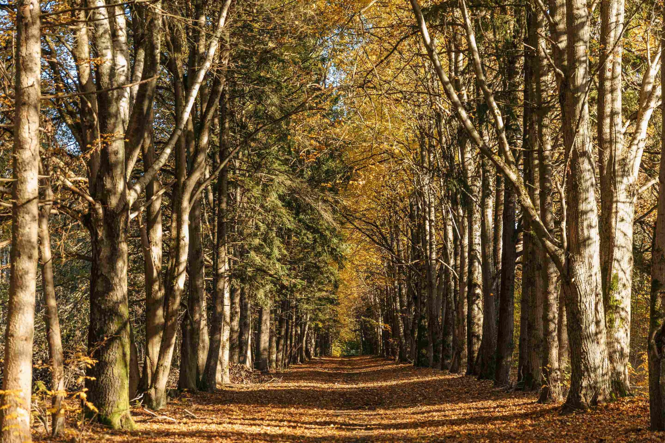 rudenine fotosesija gamtoje auksines spalvos