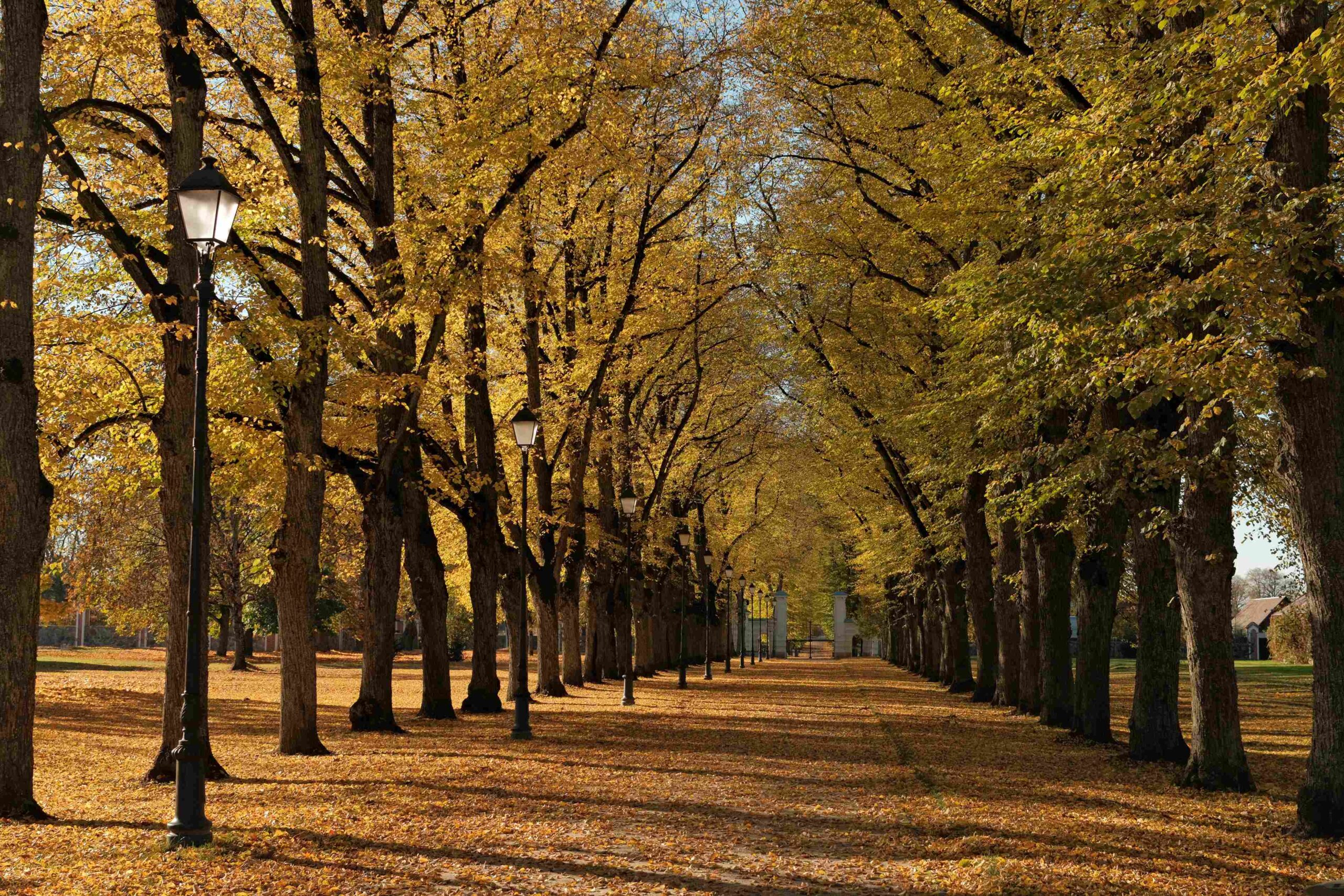 rudens fotosesija auksiniame dvare