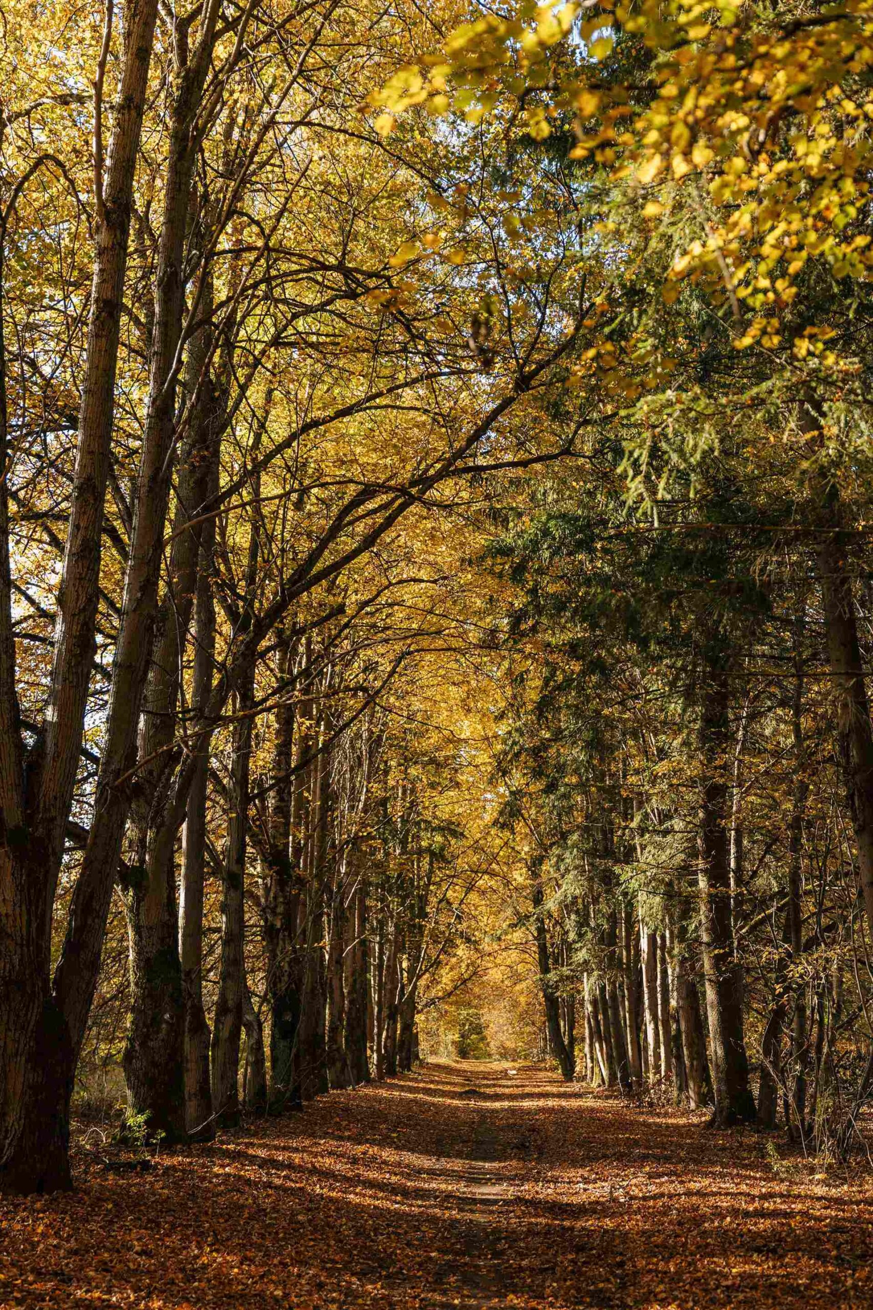 rudens fotosesiju lokacija miske