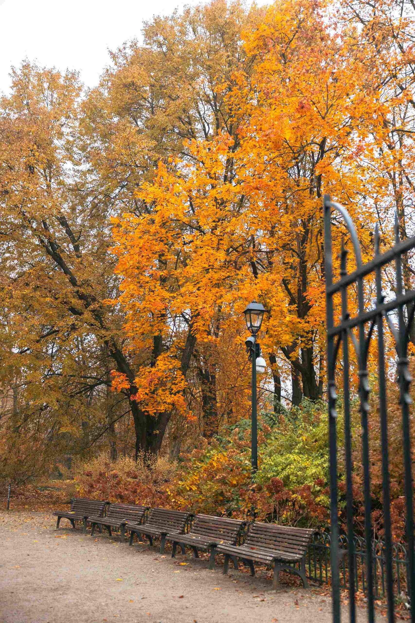 ruduo parke vilniuje suoliukai