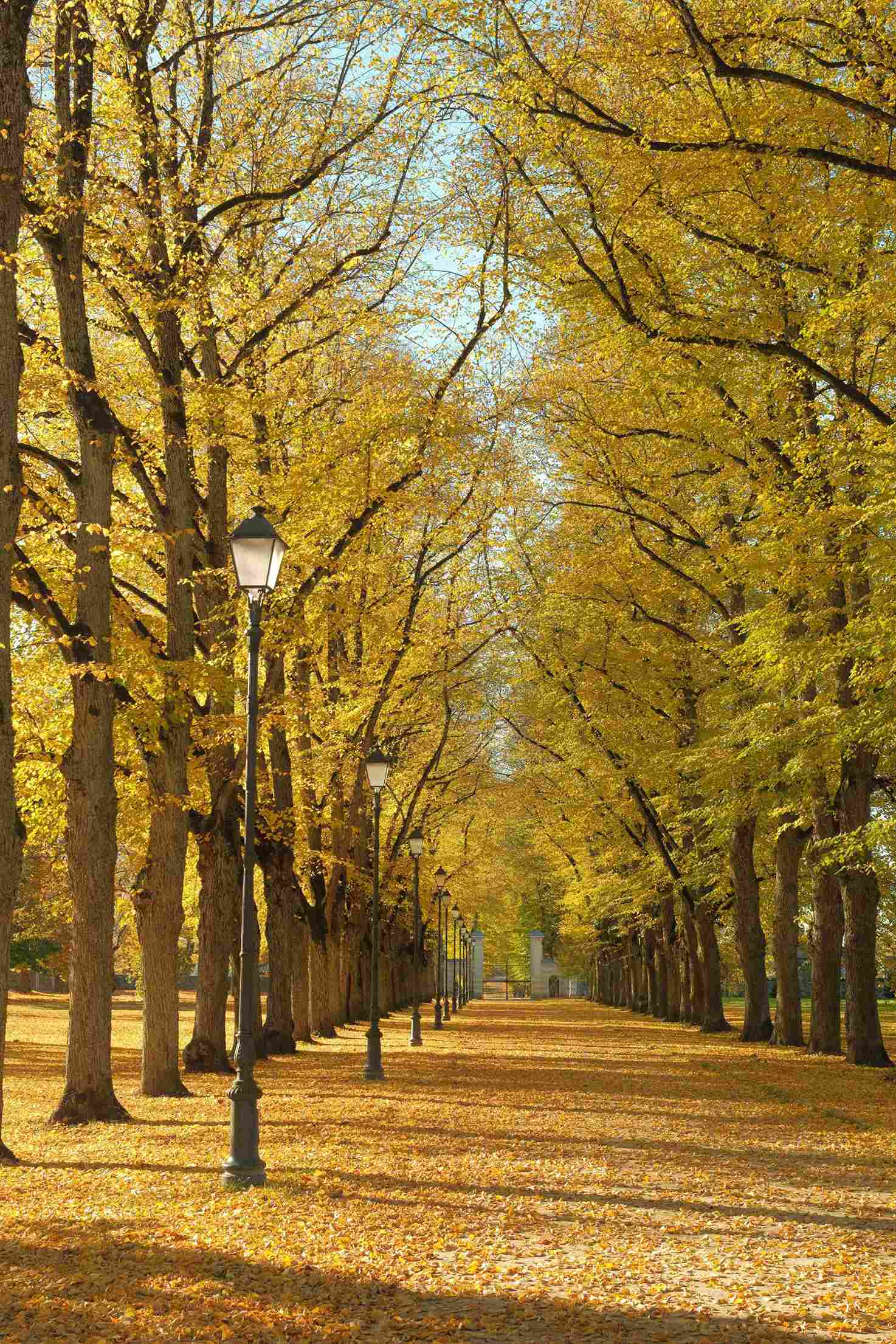 ruduo traku vokes dvaras