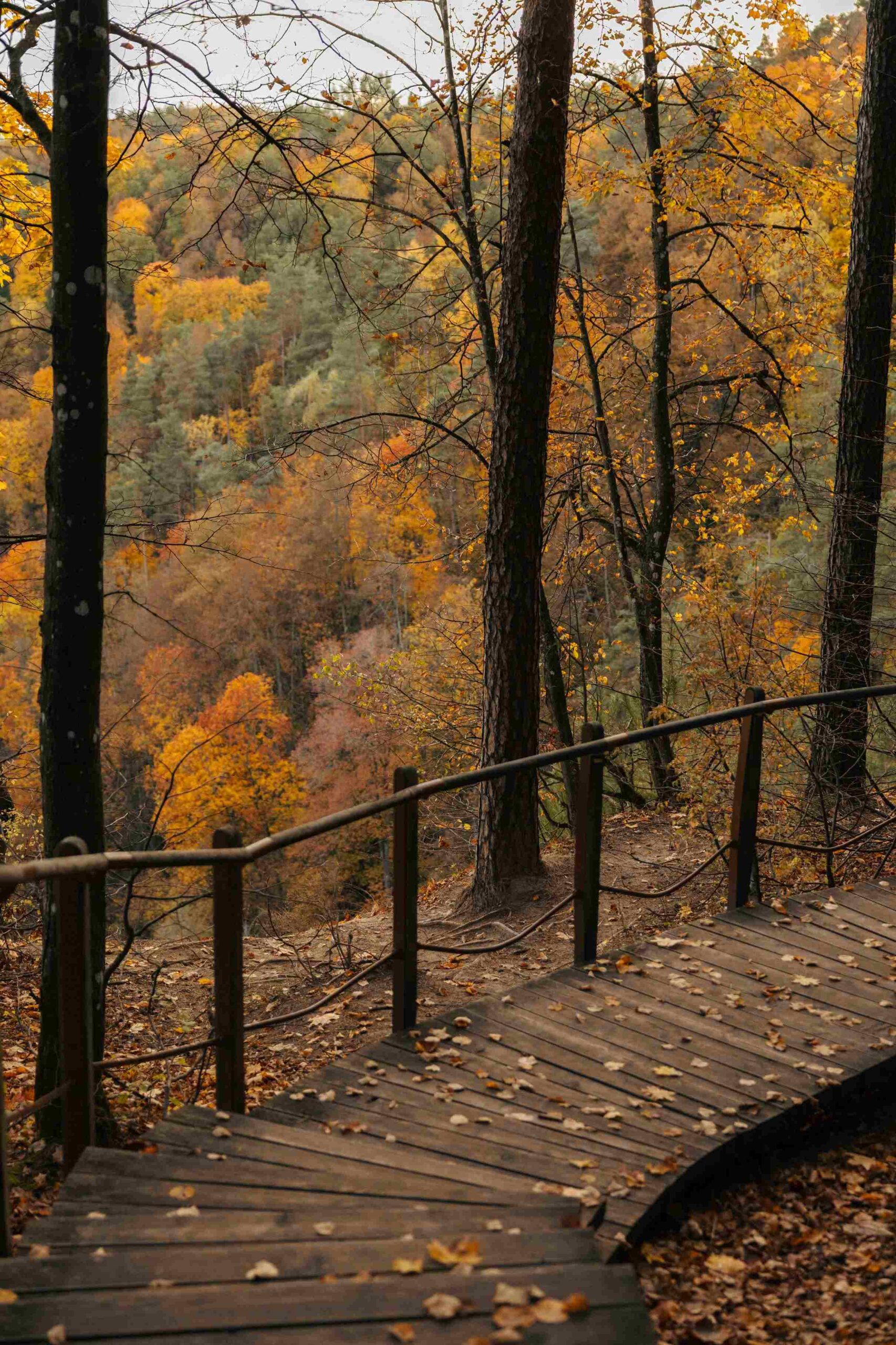 vilniaus auksinio rudens lokacijos pavilnis