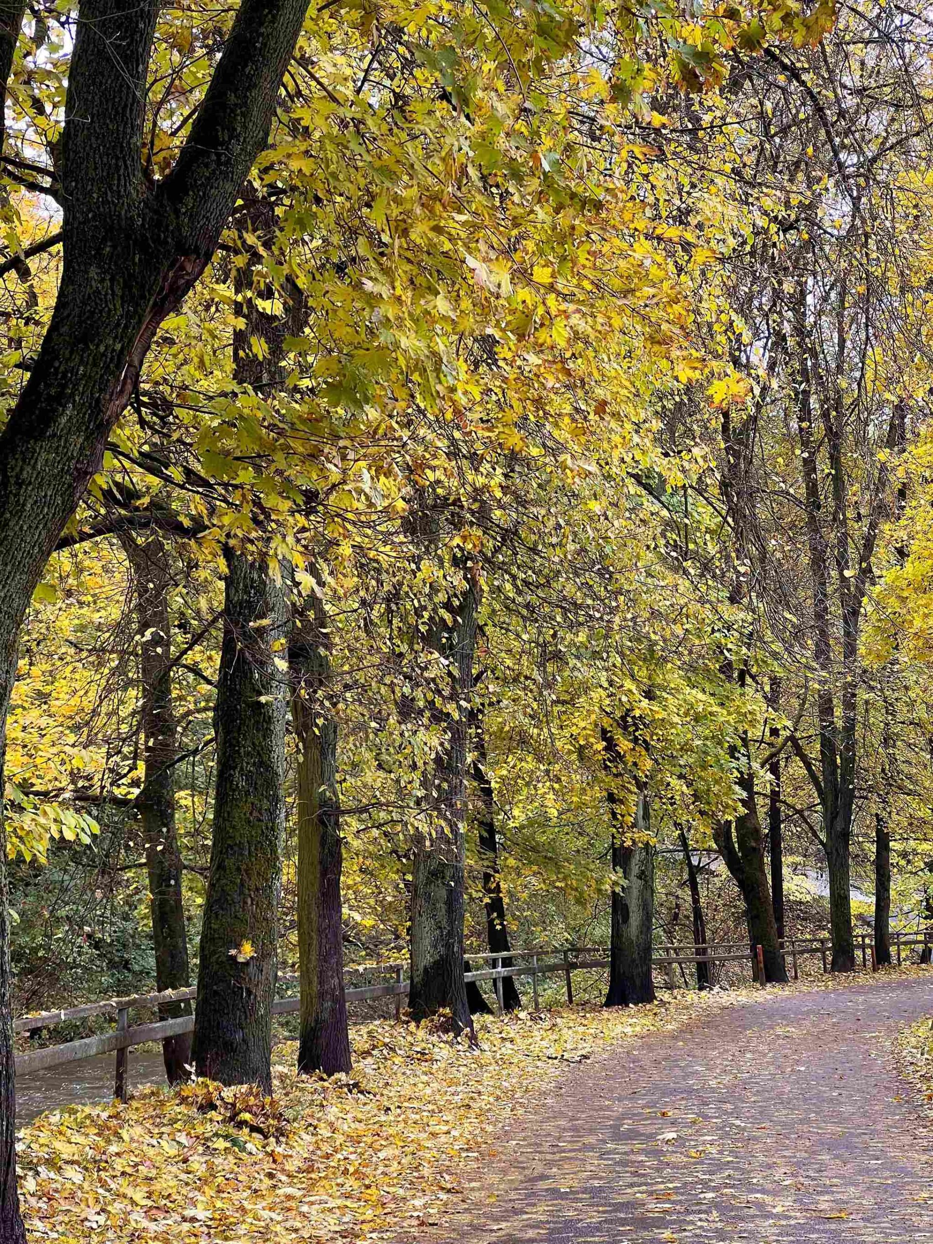vilnius center forest in autumn