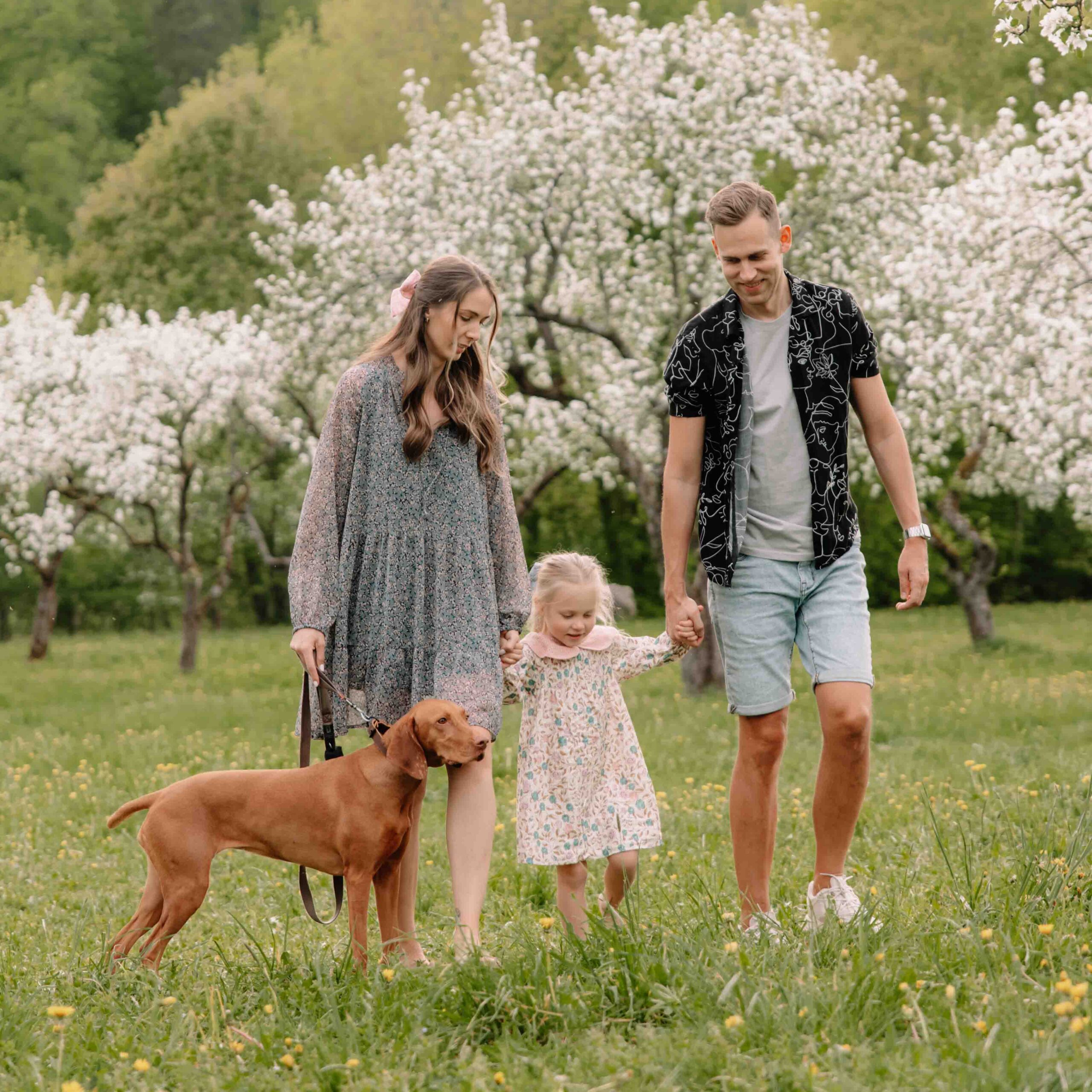 seimos fotosesija tarp sakuru