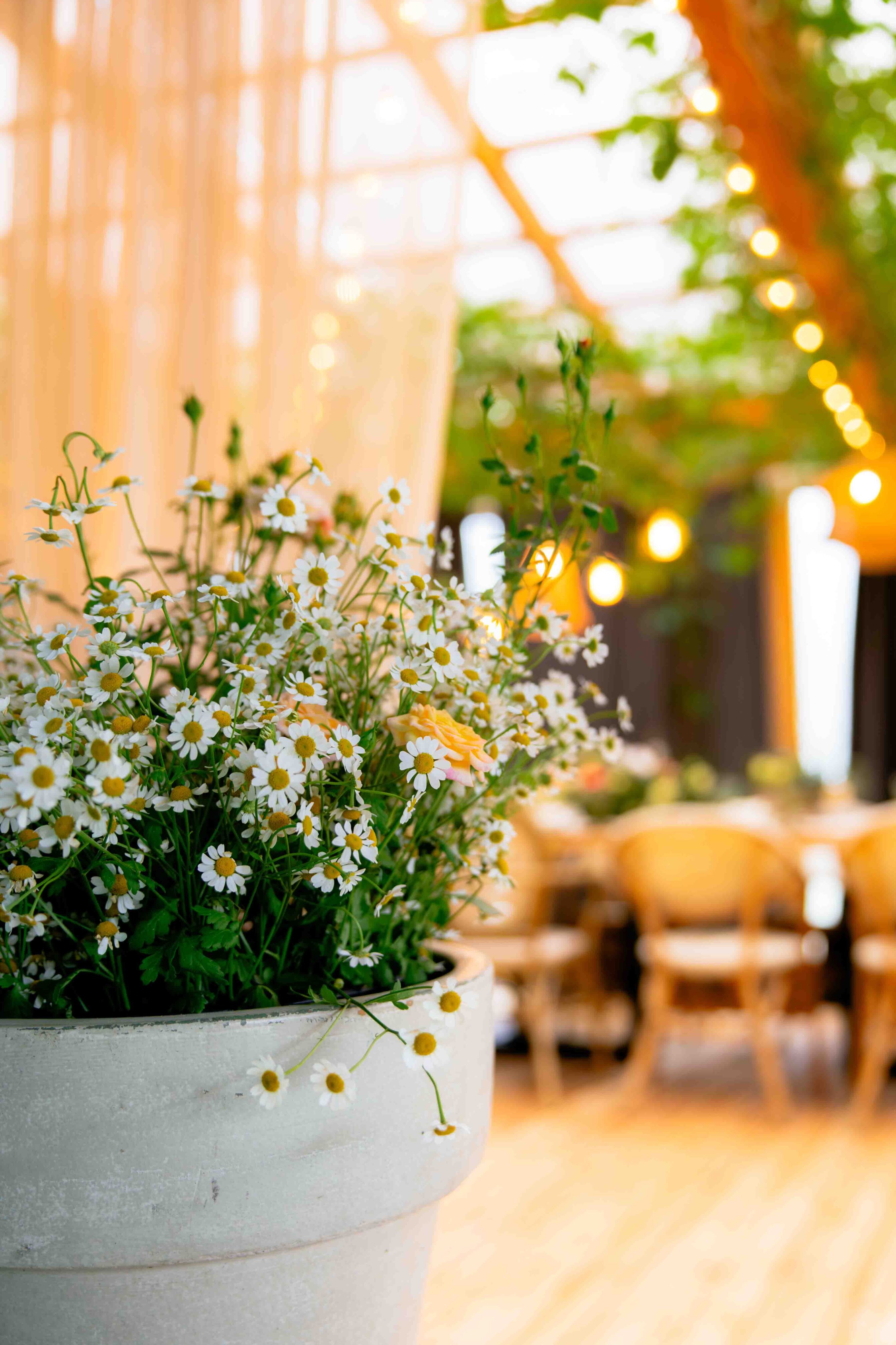 fazenda dekoras naminiai augalai