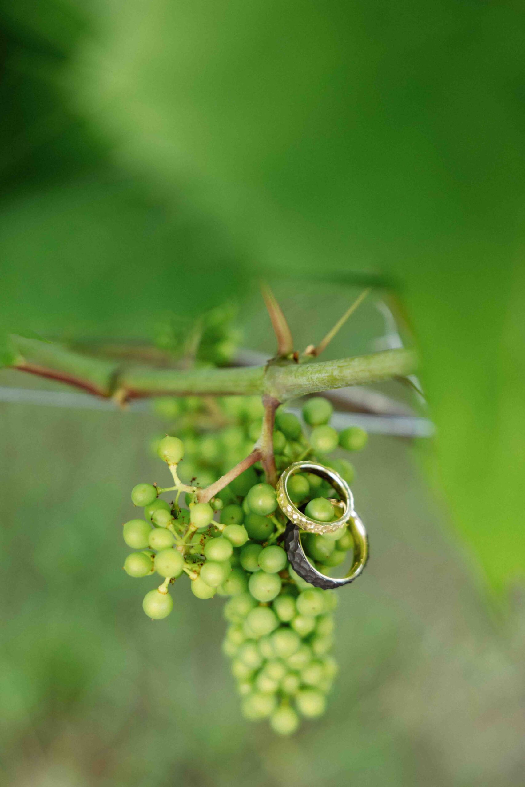 rings close up on young small grapes vineyard idea black ring