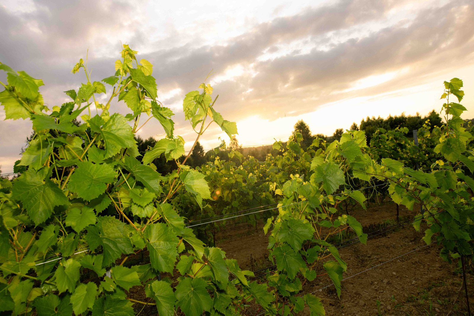 wedding photographer in tuscany vineyards