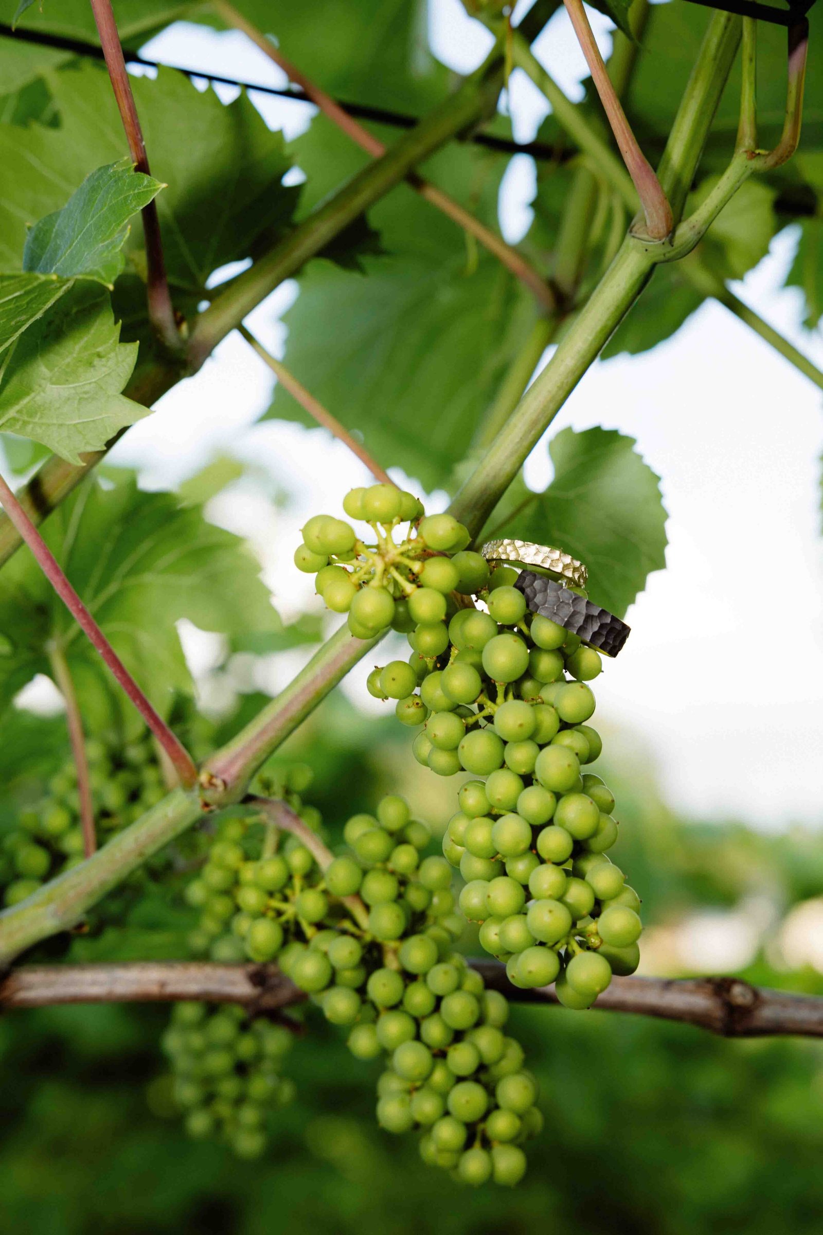 wedding rings detail shot idea in vineyard on young grapes